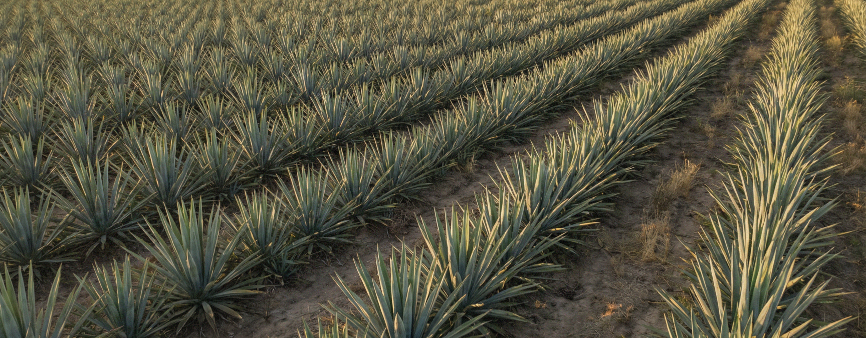 Mezcal